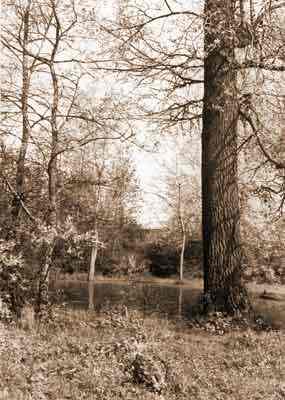 Старинный пруд в парке